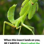 With this simple mixture, you’ll make your home smell so good, your neighbors will get jealous. Here’s how