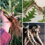 How to Use Onions to Cleanse Your Lungs in the Most Natural and Effective Way