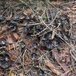 Which Banana Is Healthier: Slightly Ripe or Spotty Brown?