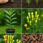 Blueberry Lemon Cream Cheese Sourdough Bread