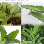 Crockpot Mac and Cheese