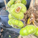 Papaya Sap: Nature’s Hidden Elixir for Health and Healing