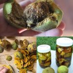 Homemade Mozzarella Cheese