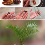 Don’t Throw Away Rotten Tomatoes: 3 Surprising Ways to Turn Them Into Treasure