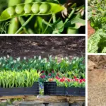 Companion gardening is an ancient practice that modern gardeners still swear by. The idea is simple: grow plants together in ways that help each other thrive.