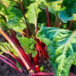 How to Make a String Of Pearls to Bloom (Highly Fragrant & Rare)