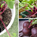 Been out of the loop on this one!