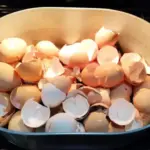 Don’t Toss That Orchid! Here’s the Secret to Making It Bloom Again and Again