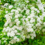 Why You Should Use Pine Needles in Your Garden (Not Rake Them Away!)