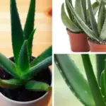 Secrets To Grow Fuller and Bushier Rosemary