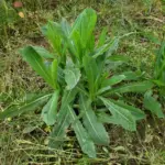 Put 2 Cloves and 2 Bay Leaves in Water – The Ancient Remedy You Need to Try