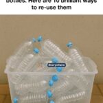 How to Grow Mango from Seed at Home (Easy Method That Really Works)