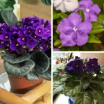 Why Everyone Should Have a Spider Plant at Home: 8 Reasons