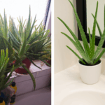 Scatter Bay Leaves in Your Garden – The 6 Benefits Every Gardener Should Know