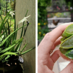 15 Hardy Annuals to Plant in October for Flowers Next Year