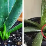 10 Best Herbs to Grow in Buckets This November