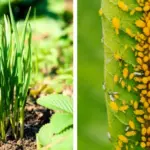 How to Make Aloe Vera Multiply Fast – Grow Endless Pups from One Plant