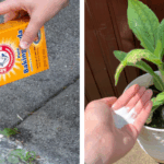 How to Grow Hydrangea from Cuttings