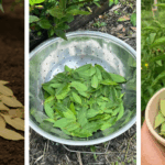 How to Grow Rosemary That Thrives for Years – 9 Proven Tips for Success