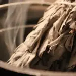 How to Grow Mango from Seed at Home (Easy Method That Really Works)