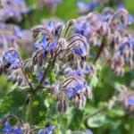 10 Best Herbs to Grow in Buckets This November
