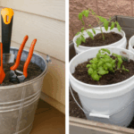 10 Benefits of Consuming 3 Dates Every Day