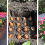 Why You Should Hang a Pine Cone Near Your Garden this Fall