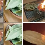 7 Common Reasons Your Christmas Cactus Is Growing So Slowly