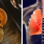 15 Flowers You Shouldn’t Deadhead