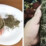 The Hidden Health Benefits of Thyme: The Herb That Can Heal More Than You Think