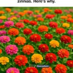 Avoid these 6 marigold varieties in your garden. Here’s why