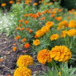 This year, everyone should grow zinnias. Here’s why.