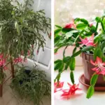 Here’s Why You Want to Hang an Overripe Banana in your Garden