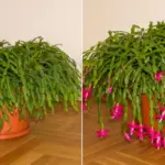 How To Prune A Spider Plant | Best Tips