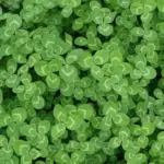 Why You Need To Grow Marigolds With Tomatoes & 20 More Tomato Companion Plants