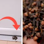 A Single Dragonfly Can Eat Hundreds of Mosquitoes Per Day, Plant These to Attract Them to Your Yard