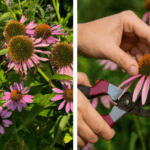How To Grow Mint At Home In Water Without Soil