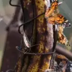 How to Get Your Christmas Cactus to Multiply Before Bloom Season