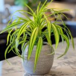 Got more rosemary than you know what to do with? Here’s why you should never toss it out, even when you think you have no use for it  