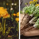 Don’t Toss That Orchid! Here’s the Secret to Making It Bloom Again and Again