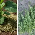 Pine Nuts: Tiny Seeds with Massive Health Benefits – Here’s How to Use Them