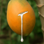 Elephant Ear Fig & Rare Phytochemical Power