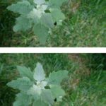 My cousin taught me this trick to get rid of winter gnats in just 2 mins with 0 effort. Here’s how it works