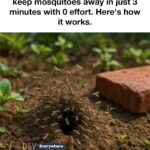 Rice works wonder on orchids, esp if they aren’t blooming. Here’s why and how