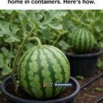 Crack garden pots and rebuild them into layered mini planters. This is a top-tier holiday upcycle