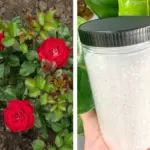 Why You Should Use Pine Needles in Your Garden (Not Rake Them Away!)