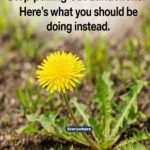 10 worst ways you’re watering your plants