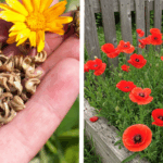 15 Surprising Uses for Pine Cones Every Gardener Should Know