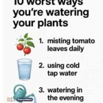 Stop pulling out dandelions. Here’s what you should be doing instead