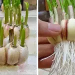 15 Surprising Uses for Pine Cones Every Gardener Should Know